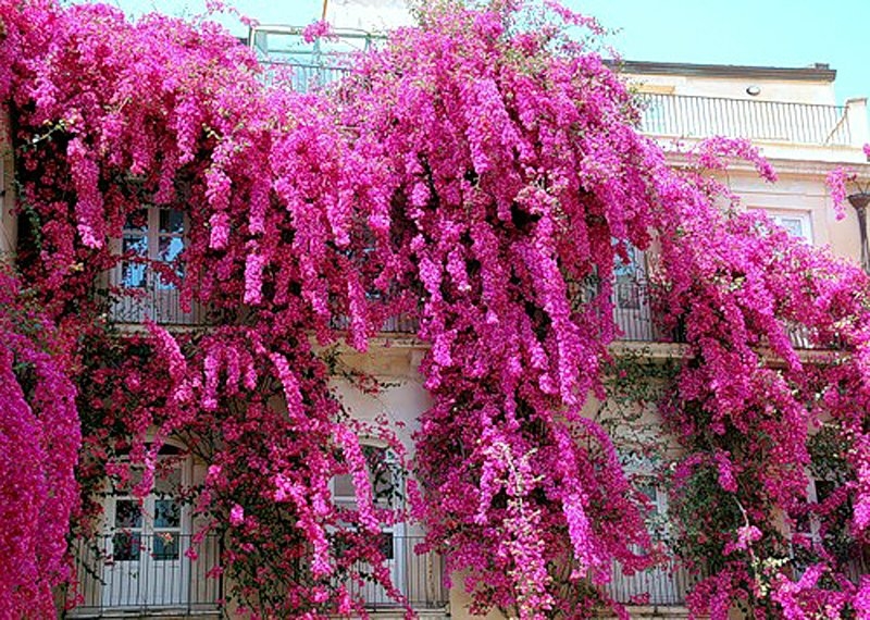 Бугенвиллия