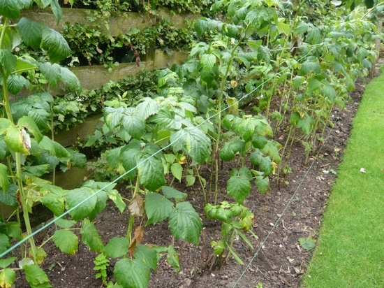 Размножение ежевики