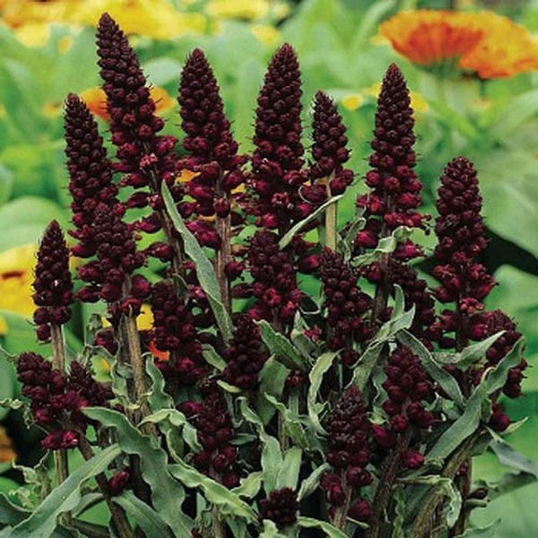 Вербейник: посадка и уход