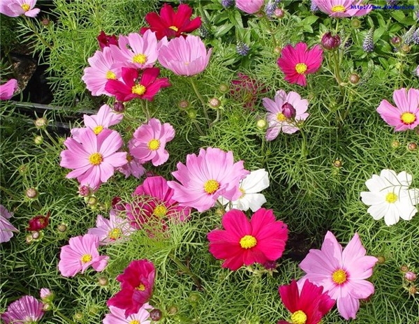 Космея: выращивание и уход