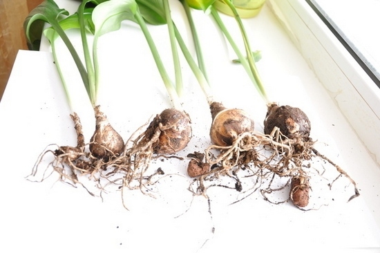 амазонская лилия