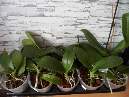 Если орхидея фаленопсис отцвела, что делать дальше с растением