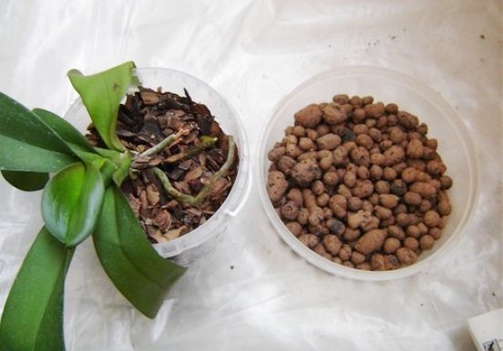 Фаленопсис: удобрение после цветения