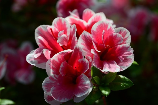 Цветы красного цвета