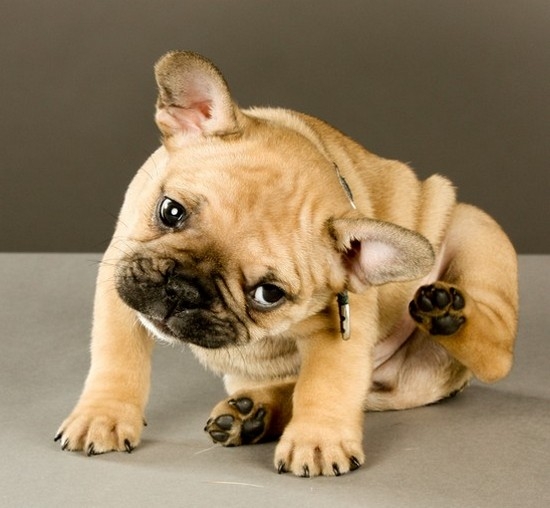 Первые клинические признаки пироплазмоза у собак