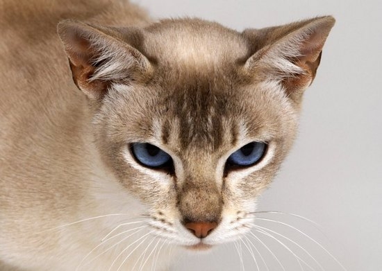 Кошка начала гулять: признаки