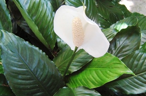 Спатифиллум: как ухаживать?