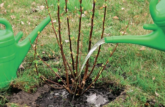 Советы по уходу