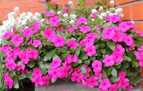 Катарантус розовый: особенности растения