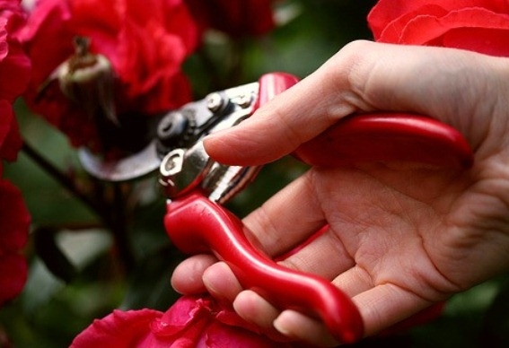 Обрезка плетистых роз