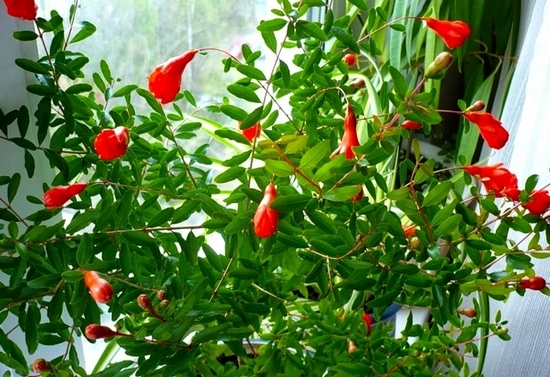 Комнатный гранат: уход в домашних условиях