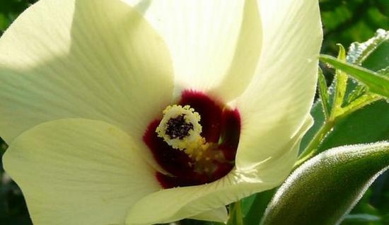 Бамия: что это за растение?