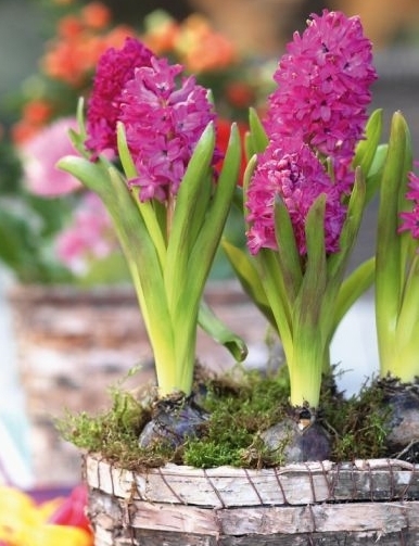 Как ухаживать за гиацинтом?