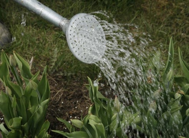 Мочевина, как удобрение