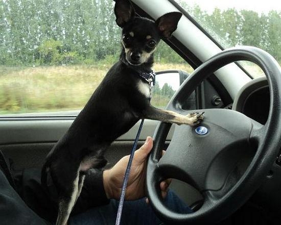 Черный русский терьер