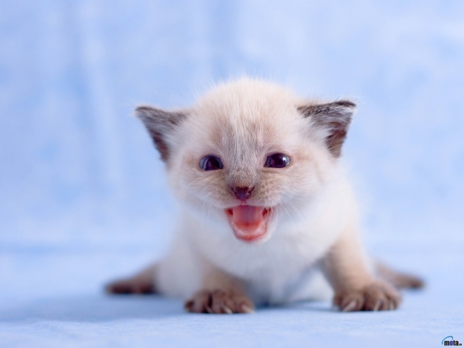 Кошачьи имена для девочек