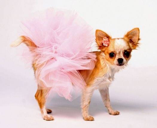 Как прикольно назвать собаку?