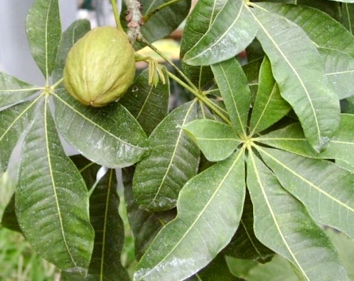 Пахира: уход в домашних условиях