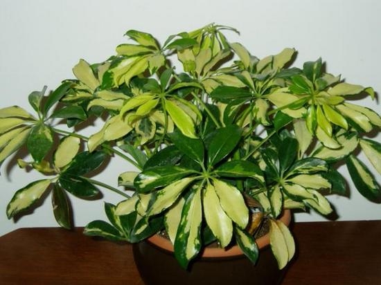 Главные правила ухода за шефлерой