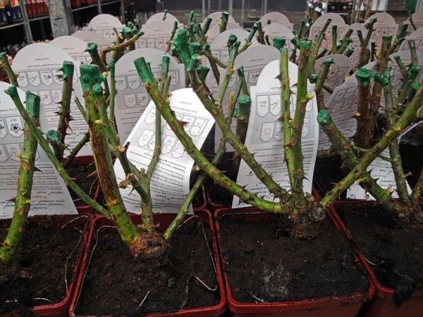 Как оживить розы?