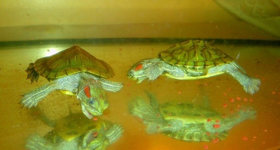 если красноухая черепаха не открывает глаза, что делать