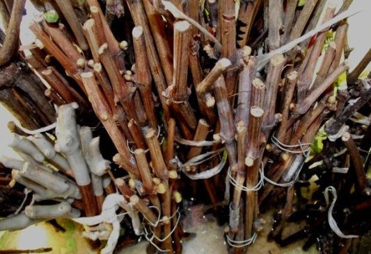 Как хранить черенки винограда?