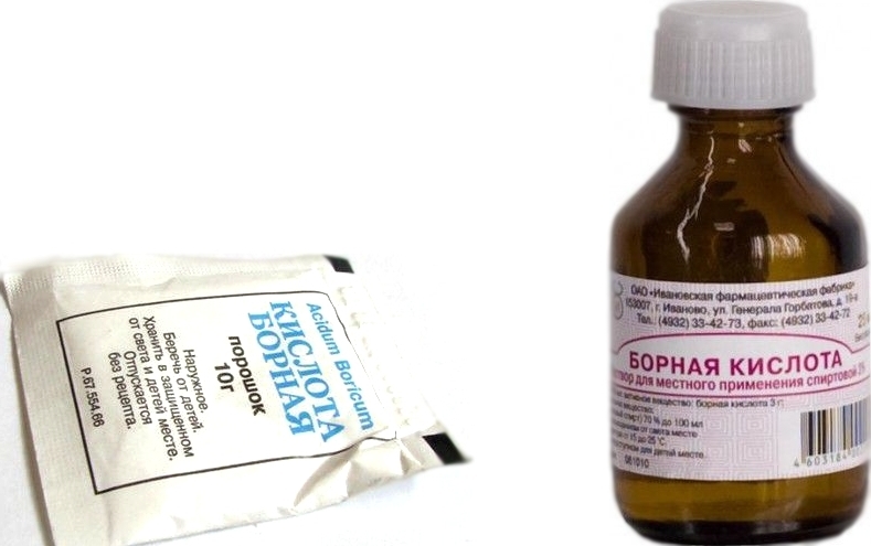 Как вывести муравьев из квартиры?