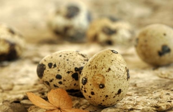 перепелиные яйца