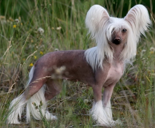 Собака китайская хохлатая