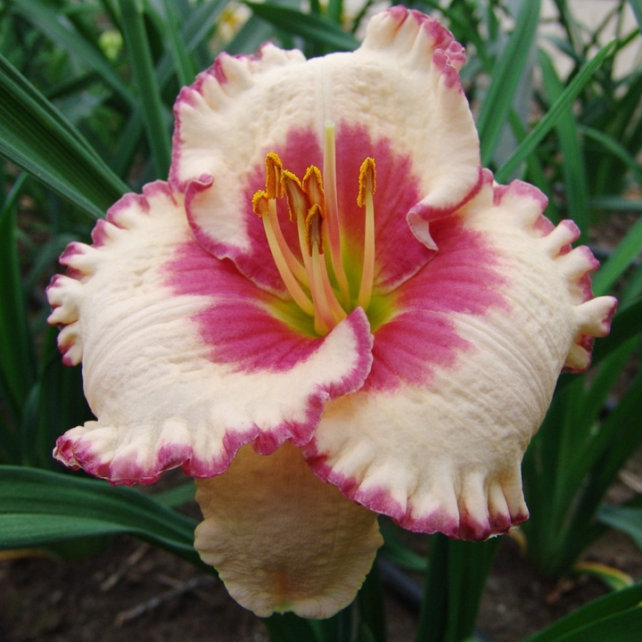 Лилейники: уход