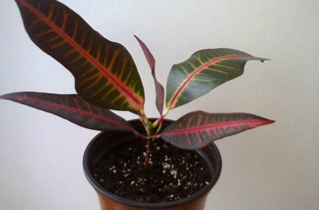 Пересадка, подкормка, болезни кротона в домашних условиях