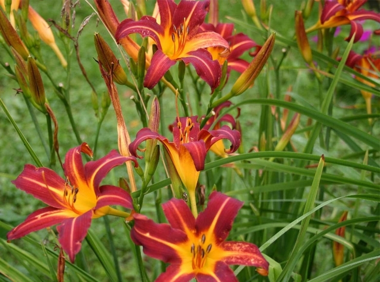 Лилейники: фото