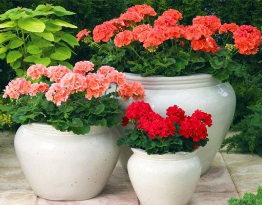 Проблемы при выращивании герани в домашних условиях