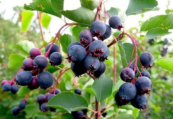 Ирга: общая характеристика растения