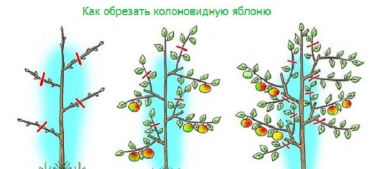 Колоновидная яблоня