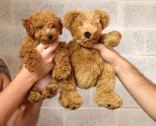 Маленькие породы похожих на медвежат собак