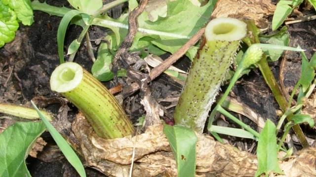 Средства борьбы с борщевиком