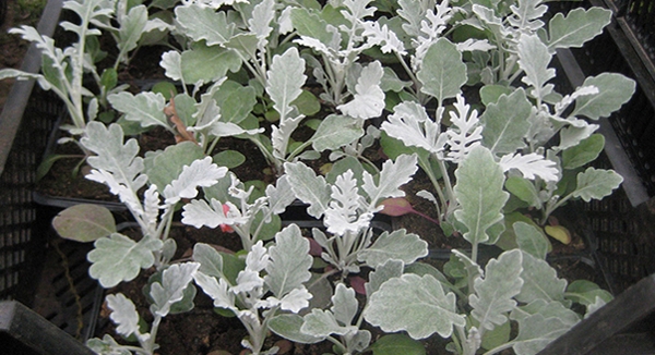 Космея: выращивание из семян