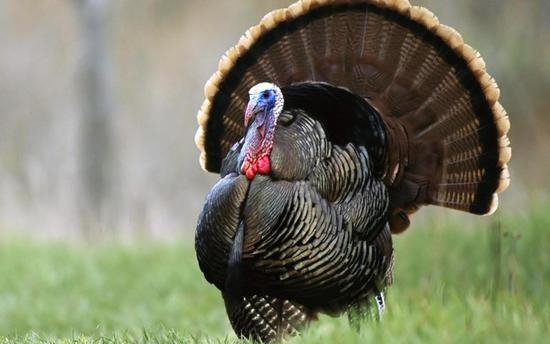 широкогрудые бронзовые индюки