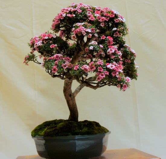 Как вырастить бонсай в домашних условиях?