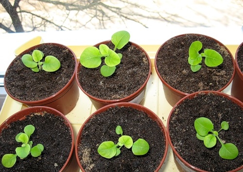 Выращивание бальзамина из семян