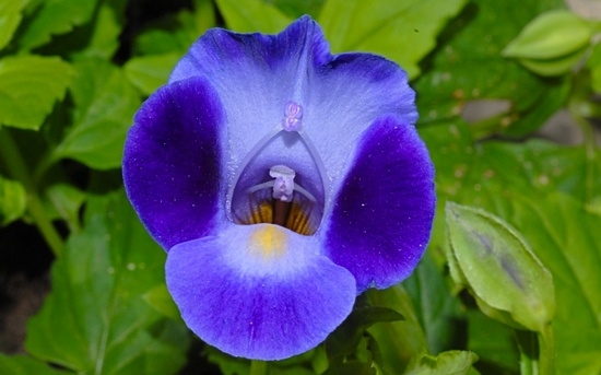 Торения: выращивание из семян