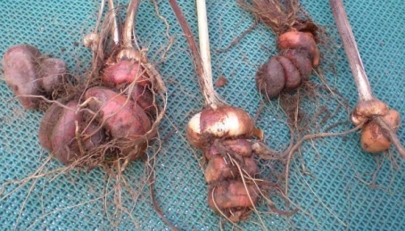 Уход за крокосмией зимой