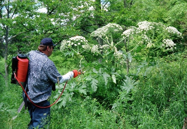 Средства борьбы с борщевиком