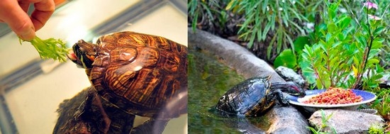 Как правильно кормить красноухую черепаху?