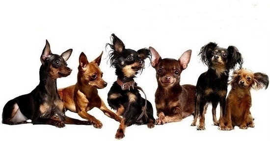 Русский той-терьер