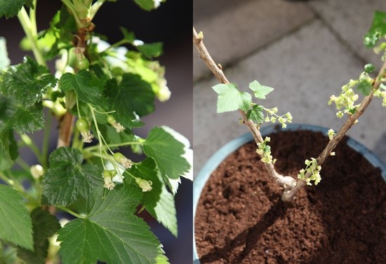 Посадка и размножение