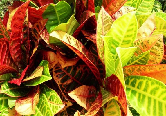 Уход за кротоном в домашних условиях