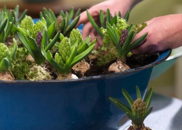 Как ухаживать за садовым гиацинтом?