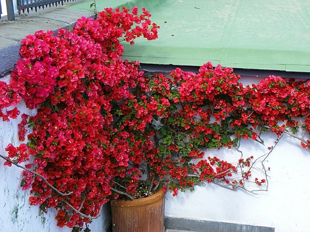 Бугенвиллия